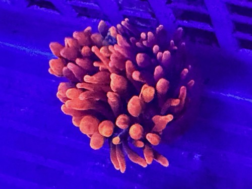 Red sherman bubble tip - red,