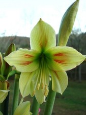 Blue Buddha Farm: Amaryllis 'Graffiti' Bulb - Bold Green & Burgundy Striated