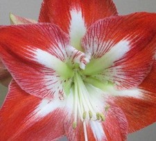Large Amaryllis FANTASTICA