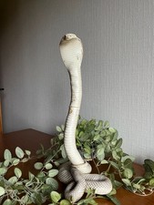 Taxidermie reptile. Cobra
