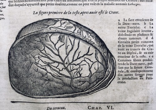 1614 cerveau gravure - cerveau,