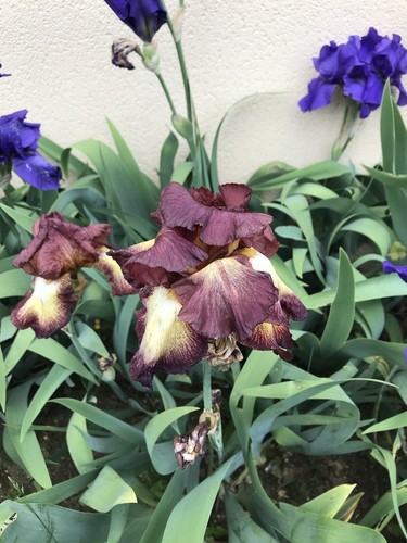 Bulbes iris - bulbes,