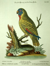 Gravure oiseau LE LORIQUET A TETE BLEUE ou TRICHOGLOSSUS HAEMATODUS Seligmann