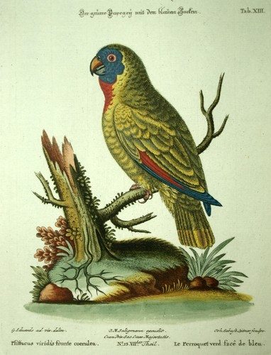 Gravure oiseau loriquet a - le,