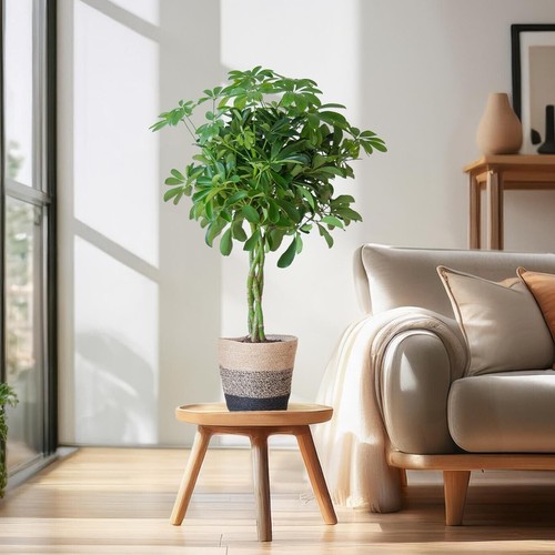 Schefflera arab nora hauteur - nora,,