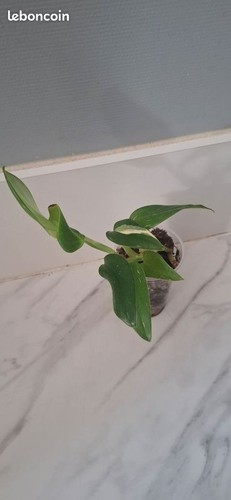Monstera standleyana bouture