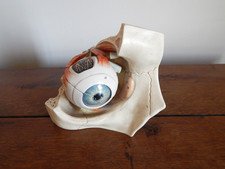 Cabinet of Curiosity Skinned Anatomical Model Eye Composition