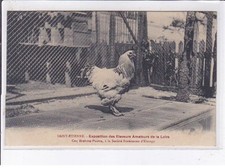 SAINT-ETIENNE: exhibition of amateur breeders of the Loire rooster brahma-putra