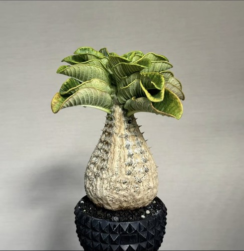 3pc 2cm pachypodium - 3pc,