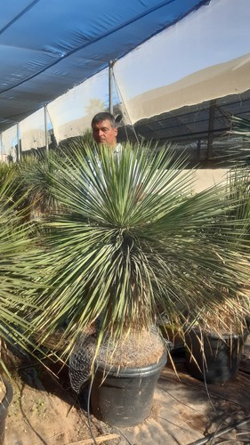 Magnifique yucca linéaris - yucca,