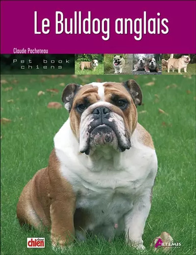 Bulldog anglais claude - le, anglais,