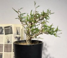 Rare Cacti Operculicarya