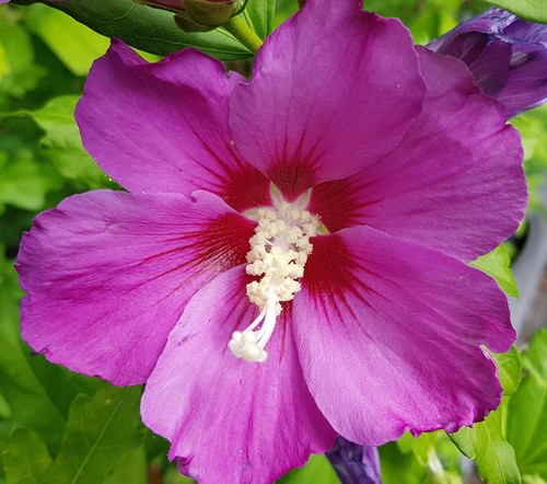 Hibiscus syriacus violet - "syriacus,