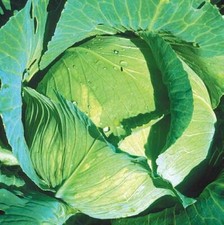 🥬 Chou Cabus 'Quintal