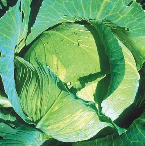 Chou cabus quintal - 🥬,
