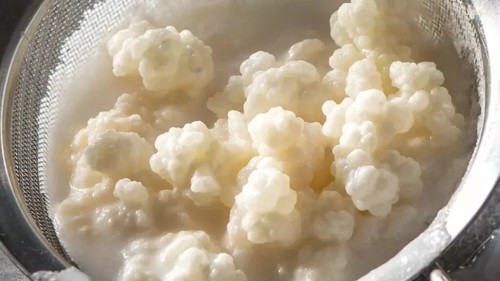 Grain kéfir lait - lait, (30