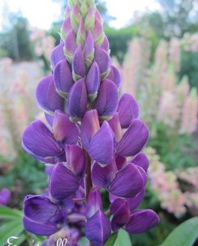 Lupin gallery purple - lupin, 'gallery