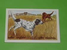 CHROME 1960-1970 SCHOOL GOOD POINT IMAGE CALVET-ROGNAT ANIMALS IRISH SETTER