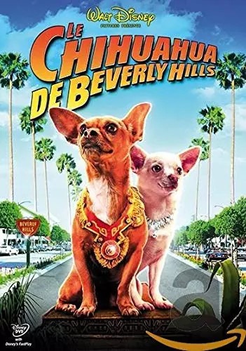 Chihuahua berverly hills - de,