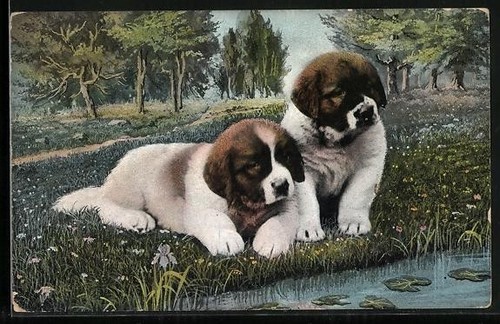 Carte postale deux chiots - carte, de