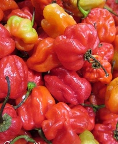 Piment très fort - ♫,