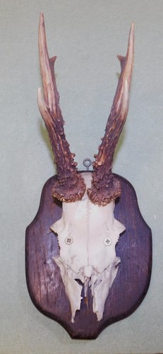 Ancien trophee chasse - de,