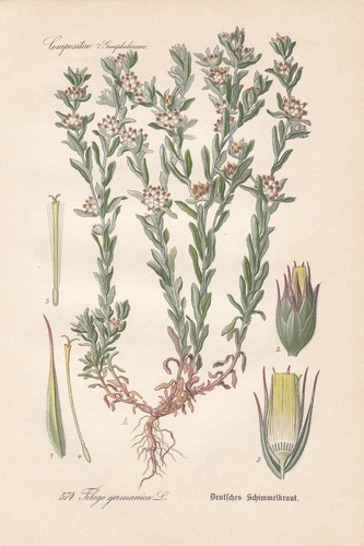 Filago germanica thome - filago,