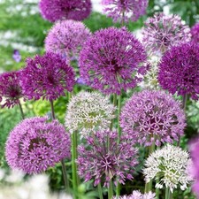 12 bulbes d'Ail d'ornement en