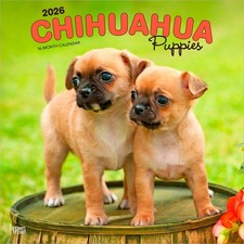 Chihuahua Puppies | 2026 12x24" (Hanging) Square Wall Calendar | Plastic-Free