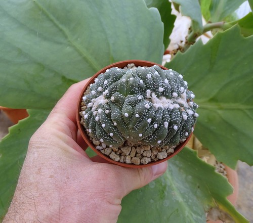 Astrophytum asterias cristata - astrophytum,