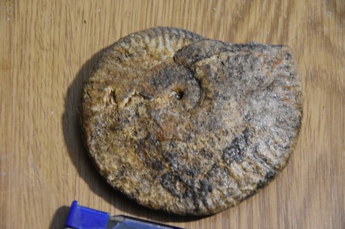 Grande ammonite armarassites - grande,