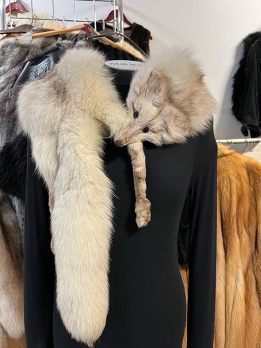 Renard bleu fuchs - col, fourrure