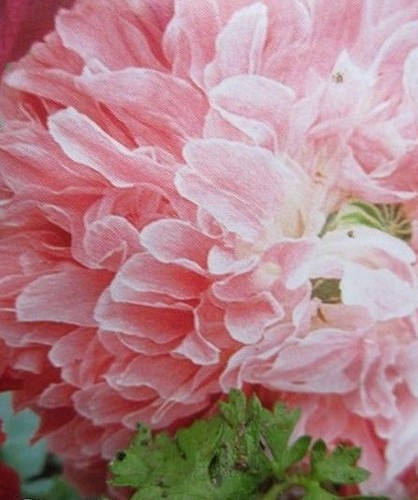 Pavot fleur de pivoine - ♫,