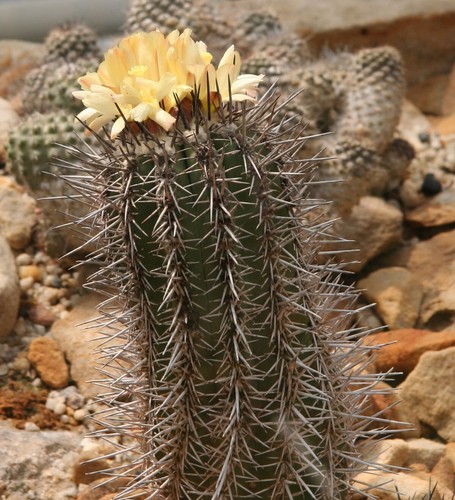 Graines copiapoa - 10, de