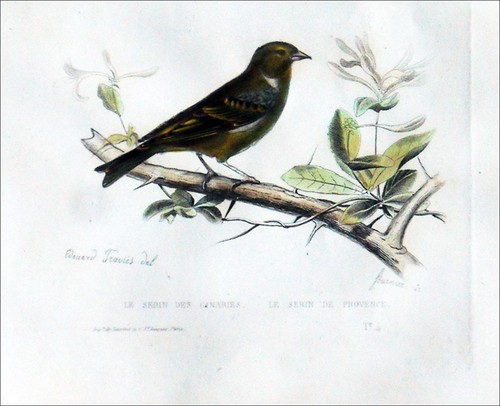 Serin des canaries de - et,