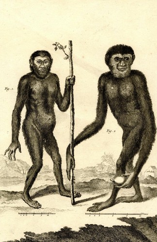 Gravure originale singe - originale,