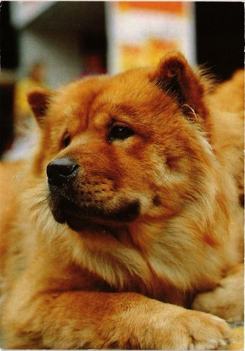 Cpm chow chien - cpm, ak