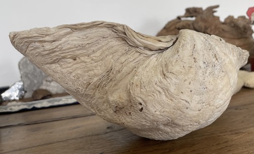 Ancien benitier coquillage - benitier,