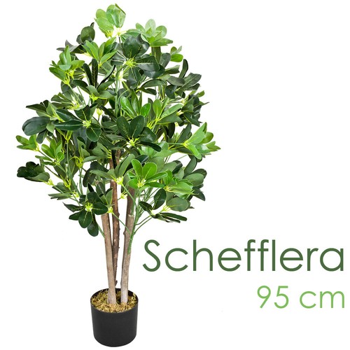 Schefflera plante arbre - schefflera,