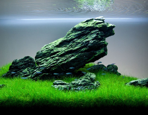 Dwarf hairgrass eleocharis - dwarf,