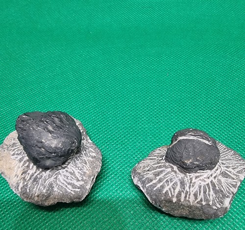 Fossile trilobites arthropodes - fossile,