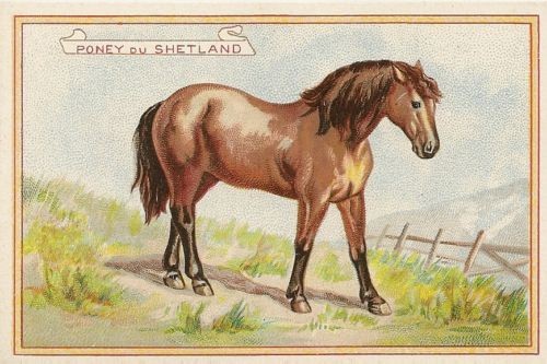 Chromo poney shetland paul - du,