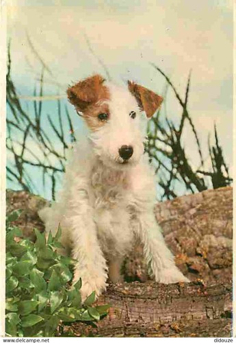 Carte postale animaux - -,
