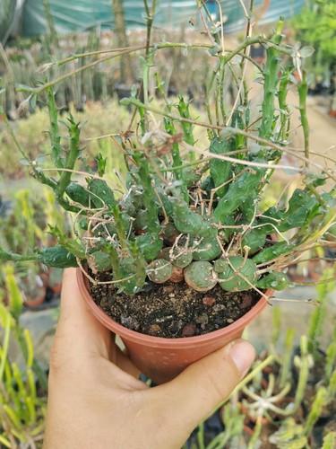 Euphorbia globbosa cactus - globbosa, /