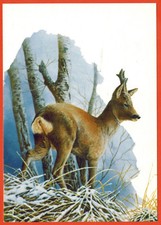 Carte postale**Le Chevreuil**Art et Nature/Faune-André.Buzin