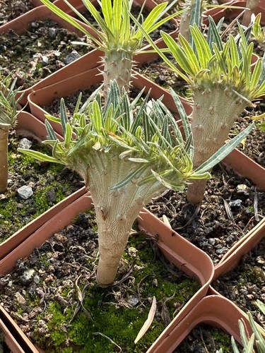 Pachypodium rosulatum var