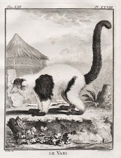 Vari Affe Singe Singes