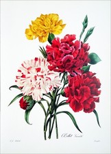 HERBIER : BOUQUET d'ŒILLET -