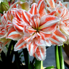 Amaryllis (Hippeastrum) - « Danse Queen ». Bulbe de très grande taille.