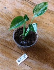 Monstera Bulbasaur rare